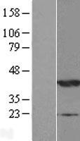 ls057447 ndrg2 human over expression lysates nm 201541 wb testing 8