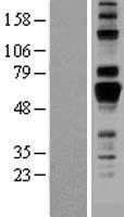 ls057463 amigo1 human over expression lysates nm 020703 wb testing 1
