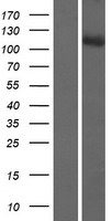 ls057464 strip2 human over expression lysates nm 020704 wb testing 1