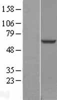 ls057465 tbc1d24 human over expression lysates nm 020705 wb testing 2