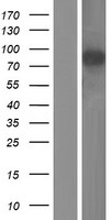 ls057476 gramd1b human over expression lysates nm 020716 wb testing 1