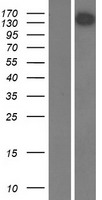 USP31 Human Over-expression Lysates NM_020718