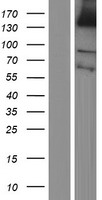ls057480 plekhg1 human over expression lysates nm 001029884 wb testing 1