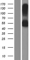 RNF150 Human Over-expression Lysates NM_020724