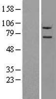 NLN Human Over-expression Lysates NM_020726