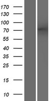 ls057489 odf2l human over expression lysates nm 020729 wb testing 1