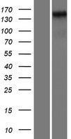 HEG1 Human Over-expression Lysates NM_020733