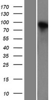 Neuroligin 4 (NLGN4X) Human Over-expression Lysates NM_020742