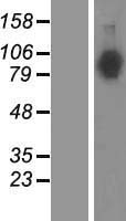 Neuroligin 4 (NLGN4X) Human Over-expression Lysates NM_181332