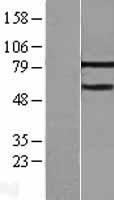 ls057504 mta3 human over expression lysates nm 020744 wb testing 1