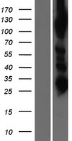 ls057505 alanyl trna synthetase 2 aars2 human over expression lysates nm 020745 wb testing 1