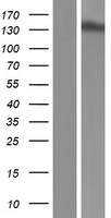 Exportin 5 (XPO5) Human Over-expression Lysates NM_020750