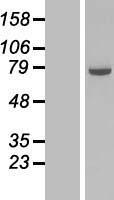 COG6 Human Over-expression Lysates NM_020751