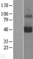 SERINC1 Human Over-expression Lysates NM_020755