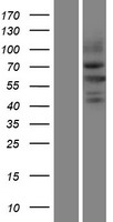 NEDL2 (HECW2) Human Over-expression Lysates NM_020760