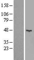 KCTD16 Human Over-expression Lysates NM_020768
