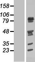 NUFIP2 Human Over-expression Lysates NM_020772