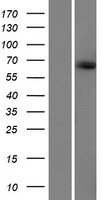 KIAA1328 Human Over-expression Lysates NM_020776