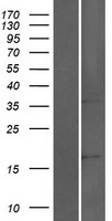 ls057537 sorcs2 human over expression lysates nm 020777 wb testing 1
