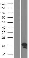CC2D2A Human Over-expression Lysates NM_020785