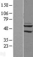 ls057546 pdp2 human over expression lysates nm 020786 wb testing 1