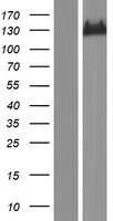 IGSF9 Human Over-expression Lysates NM_001135050