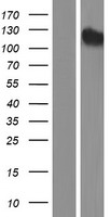 USP35 Human Over-expression Lysates NM_020798