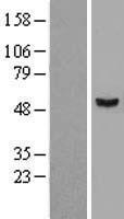 STAMBPL1 Human Over-expression Lysates NM_020799