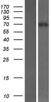 KLHL14 Human Over-expression Lysates NM_020805