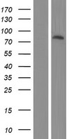 ZNF319 Human Over-expression Lysates NM_020807