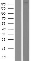 Dedicator of cytokinesis protein 6 (DOCK6) Human Over-expression Lysates NM_020812