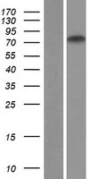 ZNF471 Human Over-expression Lysates NM_020813