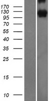 PCDH10 Human Over-expression Lysates NM_020815