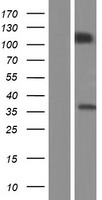 PCDH10 Human Over-expression Lysates NM_032961
