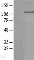 KIF17 Human Over-expression Lysates NM_020816