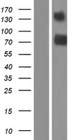 TMEM181 Human Over-expression Lysates NM_020823