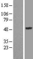 SYT13 Human Over-expression Lysates NM_020826