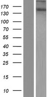 KIAA1432 (RIC1) Human Over-expression Lysates NM_020829