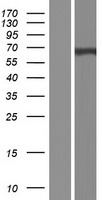 EBF4 Human Over-expression Lysates NM_020833