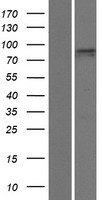 ls057595 pdzd4 human over expression lysates nm 032512 wb testing 1
