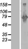 BEGAIN Human Over-expression Lysates NM_001159531
