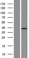 ls057604 trmt9b human over expression lysates nm 001099677 wb testing 2