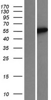 ls057604 trmt9b human over expression lysates nm 020844 wb testing 1
