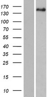 PITPNM2 Human Over-expression Lysates NM_020845