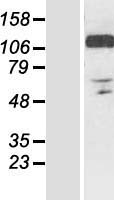 RANBP10 Human Over-expression Lysates NM_020850