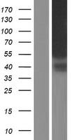 KIAA1467 (FAM234B) Human Over-expression Lysates NM_020853