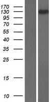 RELCH Human Over-expression Lysates NM_020854