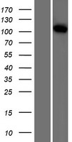 ls057617 vps18 human over expression lysates nm 020857 wb testing 1