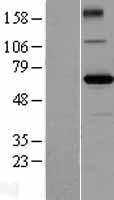 ls057621 zbtb2 human over expression lysates nm 020861 wb testing 1