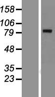 KLHL1 Human Over-expression Lysates NM_020866